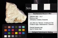 Foto (Objket + Etiketten) von Paragalathea arcella (Robins, Feldmann, Schweitzer & Bonde, 2016) 